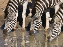 Zebras drinking close-up in repetition by Yolande  van Niekerk