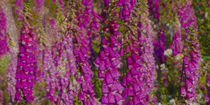 Magenta Foxgloves panorama digital painting by Ed Book