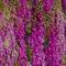 'Magenta Foxgloves panorama digital painting' von Ed Book