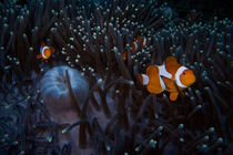 Anemone fish von Andreas Müller