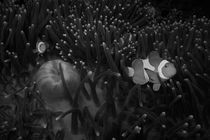 Anemone fish - black&white by Andreas Müller