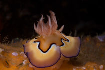 Chromodoris Coi by Andreas Müller