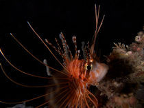 Lion Fish von Andreas Müller