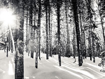 Black & White Forest von Vincent Demers