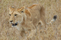 Lioness stalking von Andreas Müller