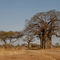 Baobab-tree-tarangire-tanzania