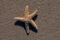 Starfish #1 von Christopher Seufert