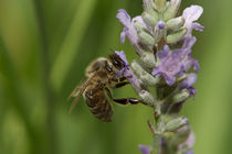 Lavender bee by Andreas Müller