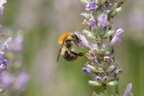 Lavender bee by Andreas Müller