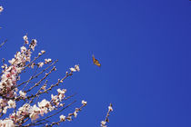Butterfly and Cherry Blossoms von Melissa Salter