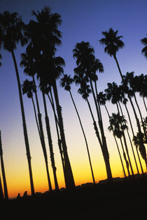 Palm Trees at Sunset by Melissa Salter