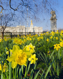 England, London, Buckingham Palace in Spring by Alan Copson