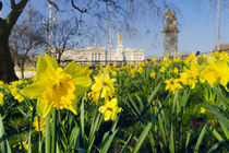 England, London, Buckingham Palace in Spring von Alan Copson