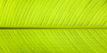 Banana Leaf von Sean Davey