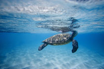 breathing turtle von Sean Davey