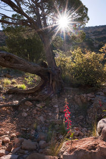 Flower Grand Canyon/Arizona by Benjamin Hiller