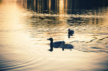 Enten beim Abendbad von Thomas Schaefer