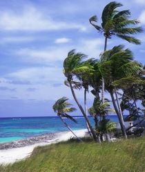 Elbow Cay, Bahamas by Melissa Salter