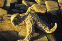 California Starfish at Sunrise by Melissa Salter