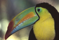 CA, Costa Rica Toucan close-up von Danita Delimont