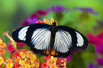 Sammamish Washington Tropical Butterflies photograph of Hypolimnas usambara von Danita Delimont