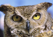 Great Horned Owls are common in the rural areas of Central Oregon. von Danita Delimont