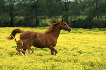 Arabian foal and mare runnning through buttercup flowers, Louisville, Kentucky von Danita Delimont