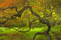 Dramatically contorted Japanese maple tree in the Bush House garden. Credit as by Danita Delimont