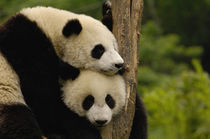 Giant panda babies (Ailuropoda melanoleuca) Family by Danita Delimont