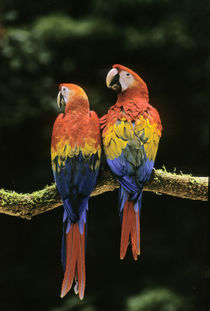 Young scarlet macaws, Ara macao, Tambopata National Reserve, Peru by Danita Delimont