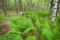 Young children play among ferns in the forest near Marquoit Bay in Brunswick by Danita Delimont