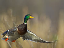 USA, Seattle, Washington. Male Mallard blasts off Lake Washington on Union Bay. by Danita Delimont