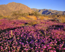 USA, California, Anza-Borrego DSP von Danita Delimont