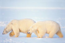 polar bears, Ursus maritimus, walking on the frozen Arctic ocean by Danita Delimont