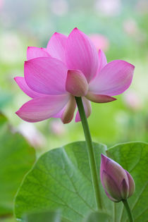 Franklin NC, Perry's Water Garden, Lotus blossom with leaves by Danita Delimont