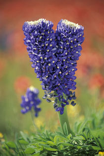 NA, USA, Texas Hill Country. Double flowered Texas Bluebonnet von Danita Delimont