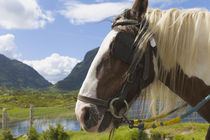 Horse, Gap of Dunloe, County Kerry, Ireland von Danita Delimont
