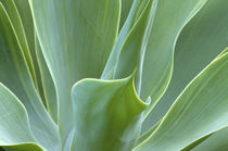 N.A., USA, Maui, Hawaii.  Agave plant. by Danita Delimont