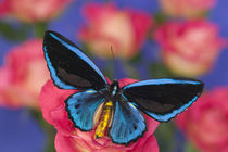 Sammamish Washington Photograph of Butterfly on Flowers von Danita Delimont