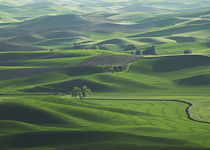 The rolling Palouse Hills of  eastern Washington von Danita Delimont