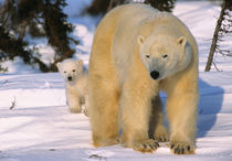 Female Polar Bear Standing with one cub or coy behind, Canada, Manitoba von Danita Delimont