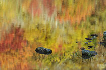 Autum colors reflected on Beaver Pond, New Hampshire von Danita Delimont