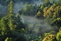 Coast redwoods and fog, Sequoia sempervirens, Majors Canyon von Danita Delimont