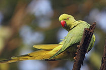 Roseringed Parakeet, Keoladeo National Park, India. von Danita Delimont