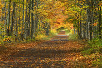 USA, Michigan, Upper Peninsula. Roadway into fall foliage. Credit as by Danita Delimont