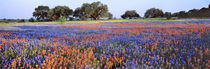 USA, Texas, Llano von Danita Delimont