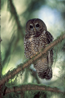 Oregon Coastal Range. a Northern Spotted Owl (Strix occidentalis) by Danita Delimont