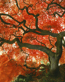 USA, Oregon, Portland, Underside of Japanese maple tree in garden. Credit as by Danita Delimont