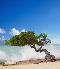 Divi Divi Tree, Eagle Beach, Aruba, Caribbean von Danita Delimont