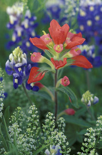 NA, USA, Texas Hill Country. Close up of Texas Paintbrush von Danita Delimont